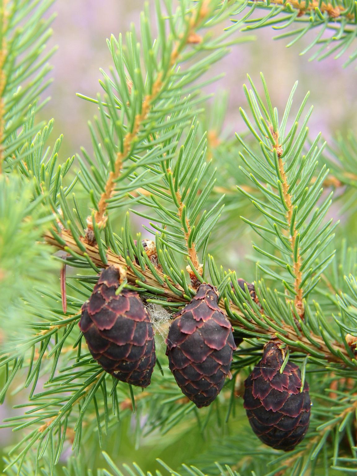 Picea Mariana - View 7 from www redcrocus com