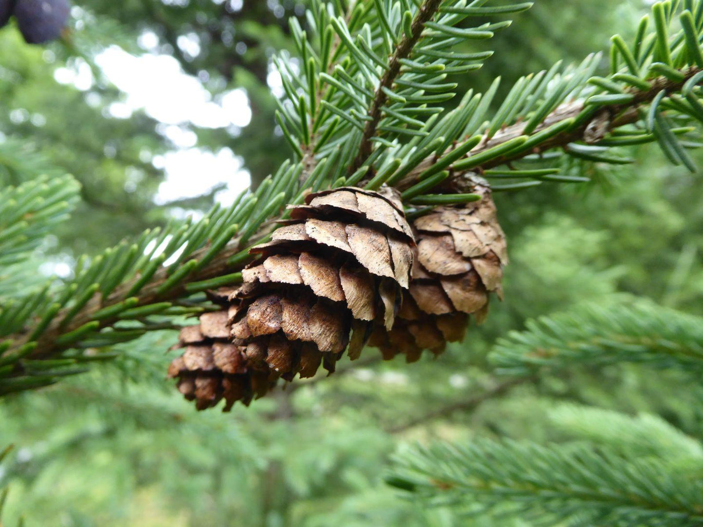 Picea Mariana - View 9 from www redcrocus com
