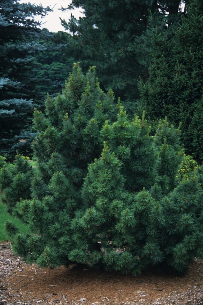 Pinus Strobus 'lairds Broom' - View 11 from www redcrocus com