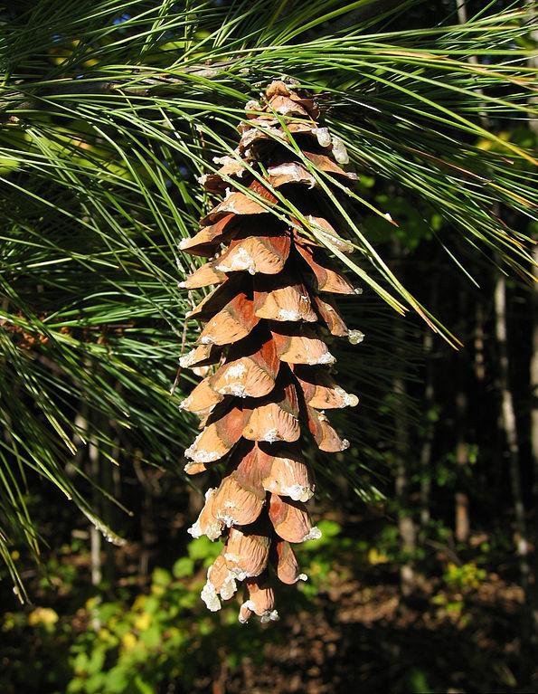 Pinus Strobus 'lairds Broom' - View 13 from www redcrocus com