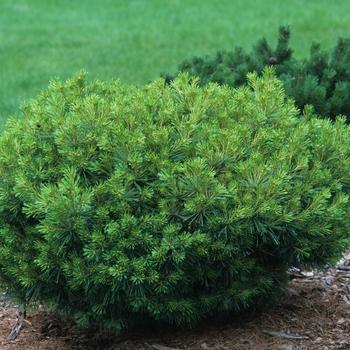 Pinus Strobus 'lairds Broom' - View 14 from www redcrocus com