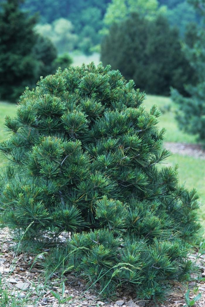 Pinus Strobus 'lairds Broom' - View 15 from www redcrocus com