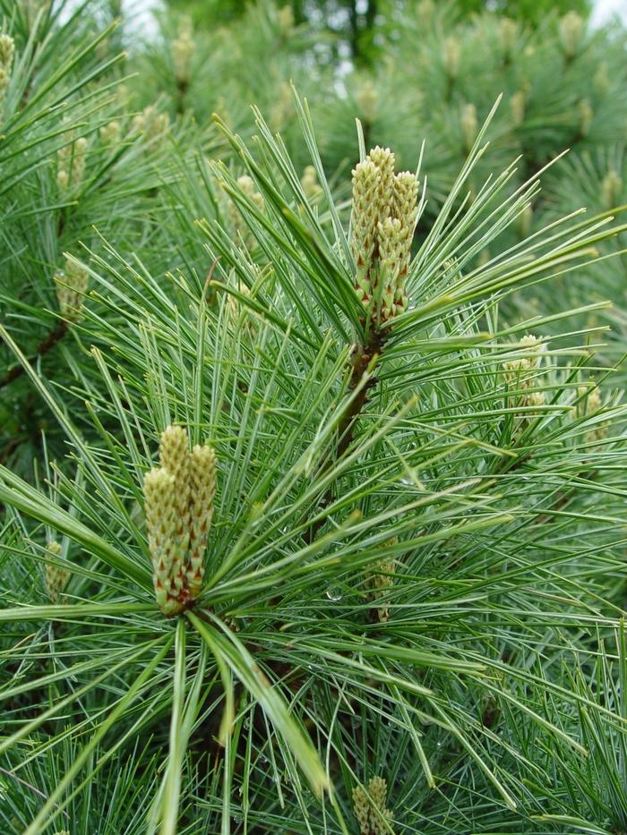 Pinus Strobus 'lairds Broom' - View 16 from www redcrocus com
