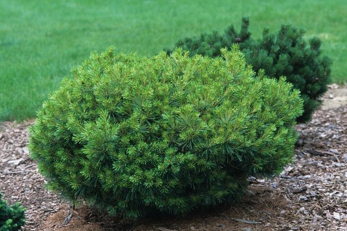 Pinus Strobus 'lairds Broom' - View 1 from www redcrocus com