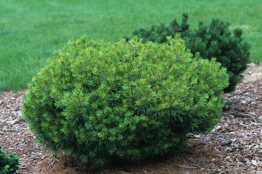 Pinus Strobus 'lairds Broom' - View 1 from www redcrocus com