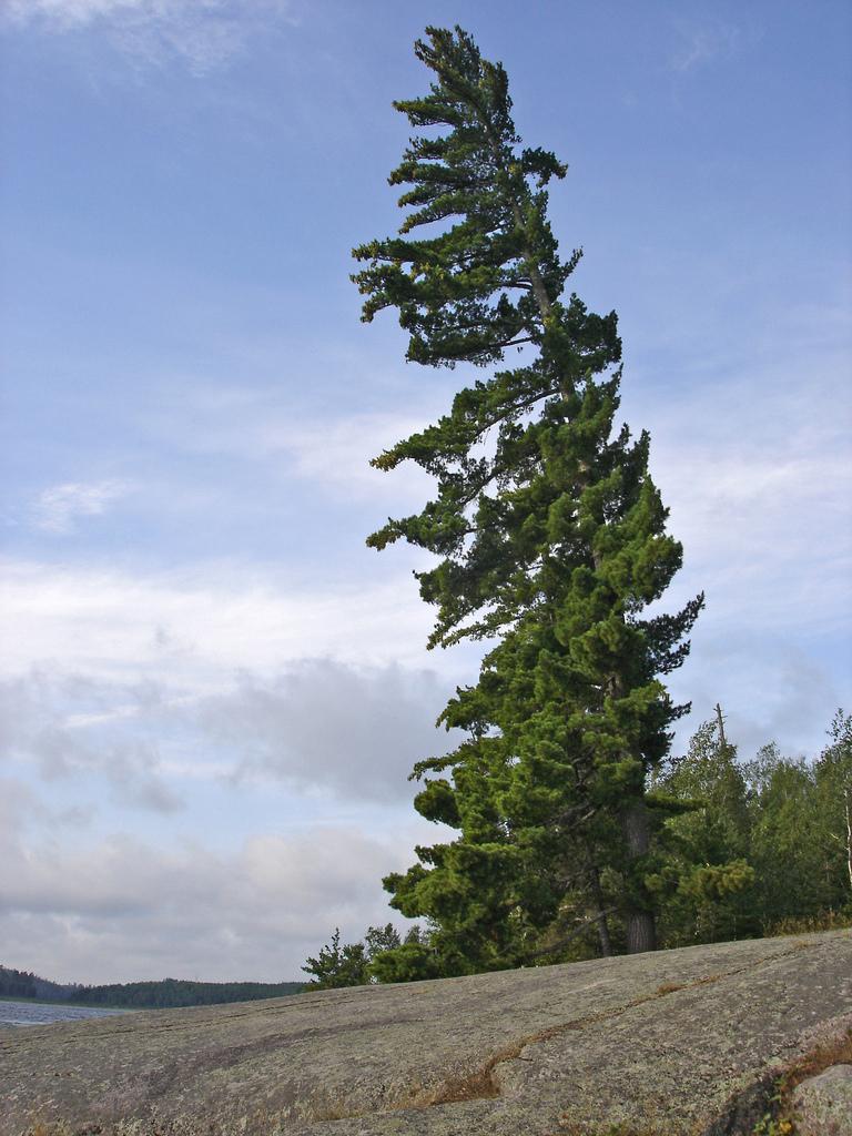 Pinus Strobus 'lairds Broom' - View 20 from www redcrocus com