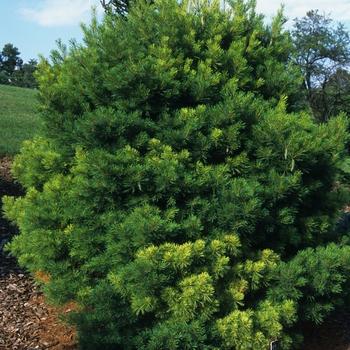 Pinus Strobus 'lairds Broom' - View 21 from www redcrocus com