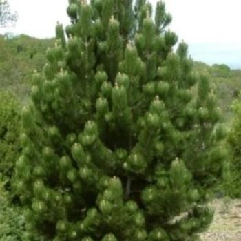 Pinus Strobus 'lairds Broom' - View 22 from www redcrocus com