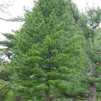 Pinus Strobus 'lairds Broom' - View 23 from www redcrocus com