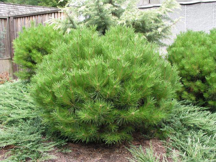 Pinus Strobus 'lairds Broom' - View 24 from www redcrocus com