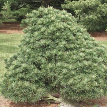 Pinus Strobus 'lairds Broom' - View 25 from www redcrocus com