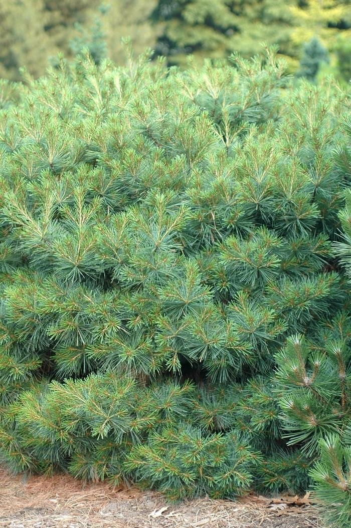 Pinus Strobus 'lairds Broom' - View 26 from www redcrocus com