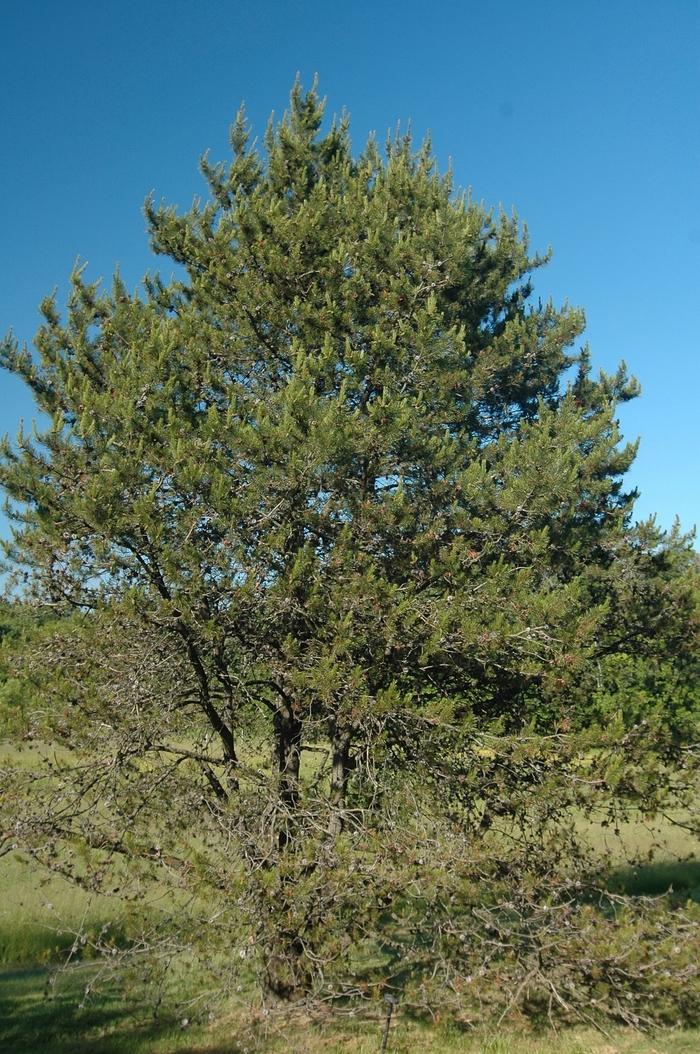 Pinus Strobus 'lairds Broom' - View 27 from www redcrocus com