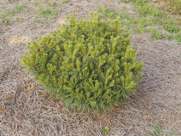 Pinus Strobus 'lairds Broom' - View 28 from www redcrocus com