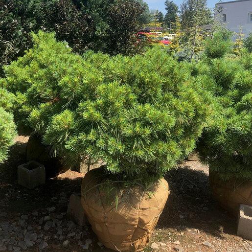 Pinus Strobus 'lairds Broom' - View 2 from www redcrocus com