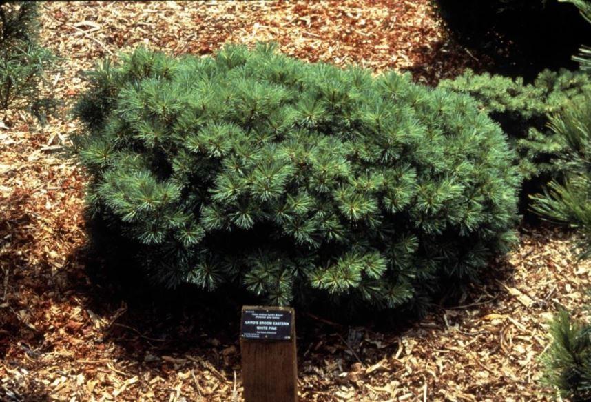 Pinus Strobus 'lairds Broom' - View 3 from www redcrocus com