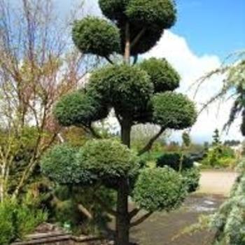 Pinus Strobus 'lairds Broom' - View 6 from www redcrocus com