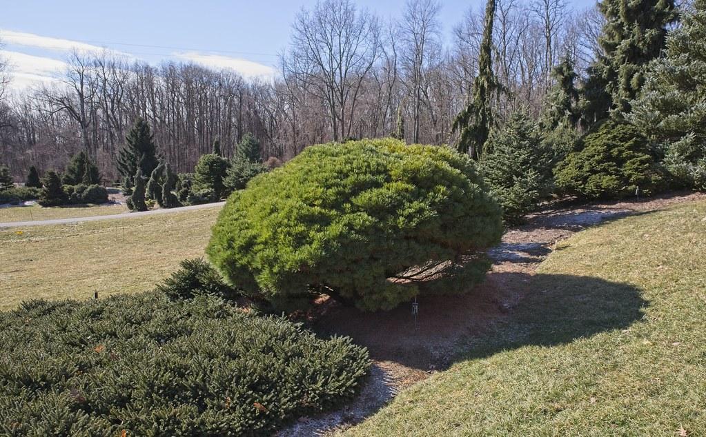 Pinus Strobus 'lairds Broom' - View 7 from www redcrocus com