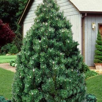 Pinus Strobus 'lairds Broom' - View 8 from www redcrocus com