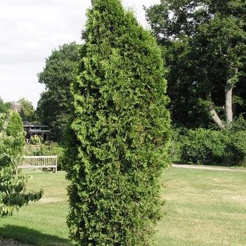 Thuja 'everyst' - View 10 from www redcrocus com