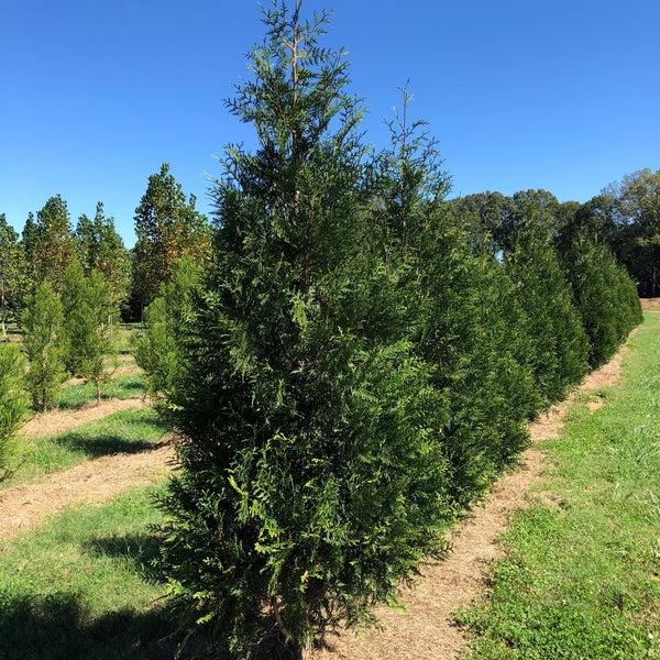 Thuja 'everyst' - View 11 from www redcrocus com