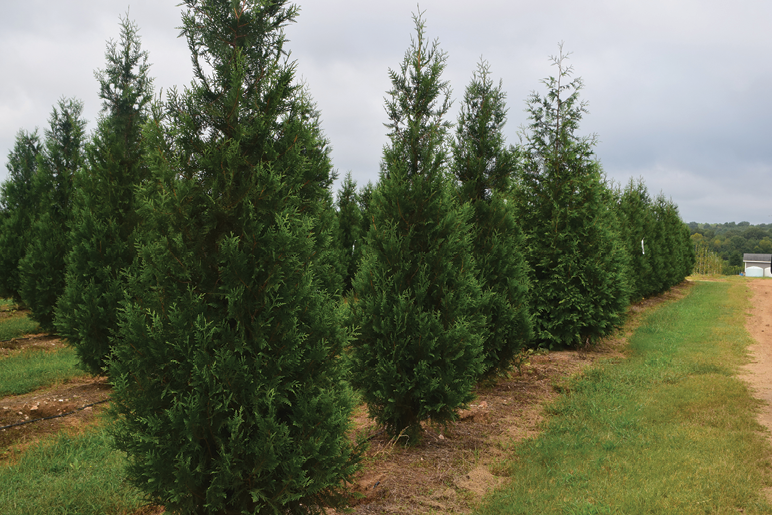 Thuja 'everyst' - View 12 from www redcrocus com