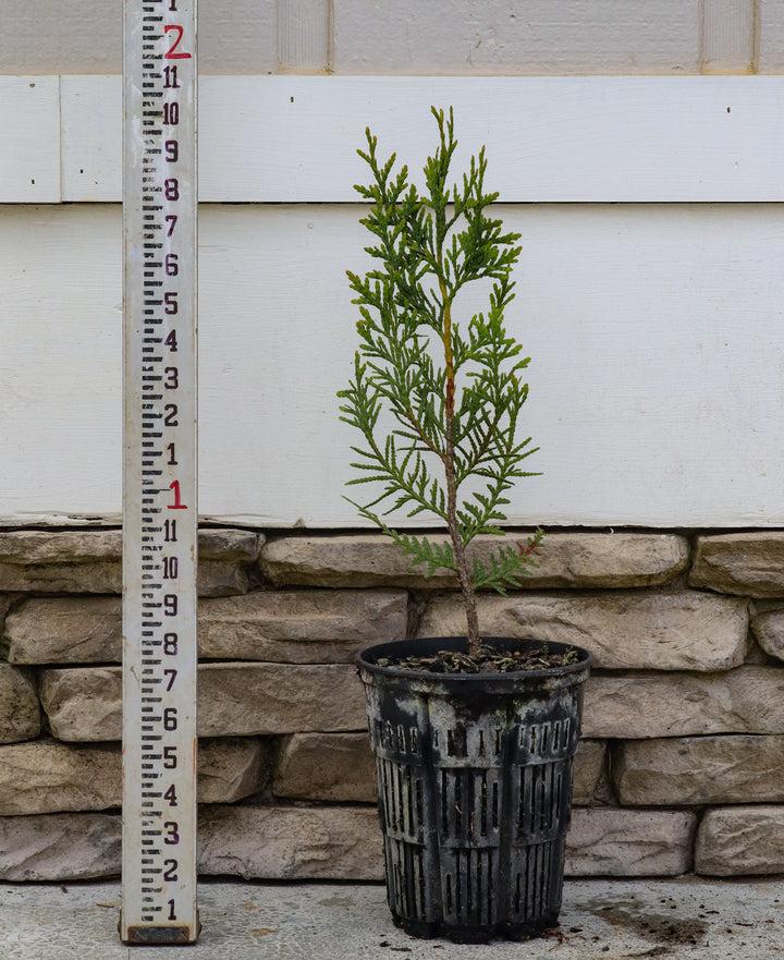 Thuja 'everyst' - View 13 from www redcrocus com