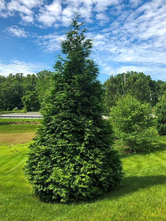 Thuja 'everyst' - View 16 from www redcrocus com