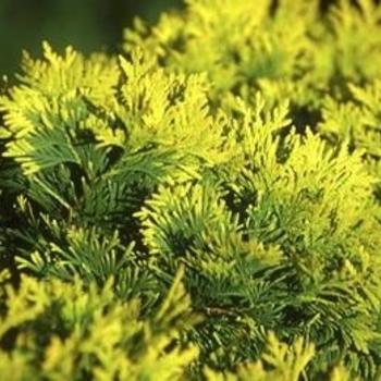 Thuja 'everyst' - View 18 from www redcrocus com