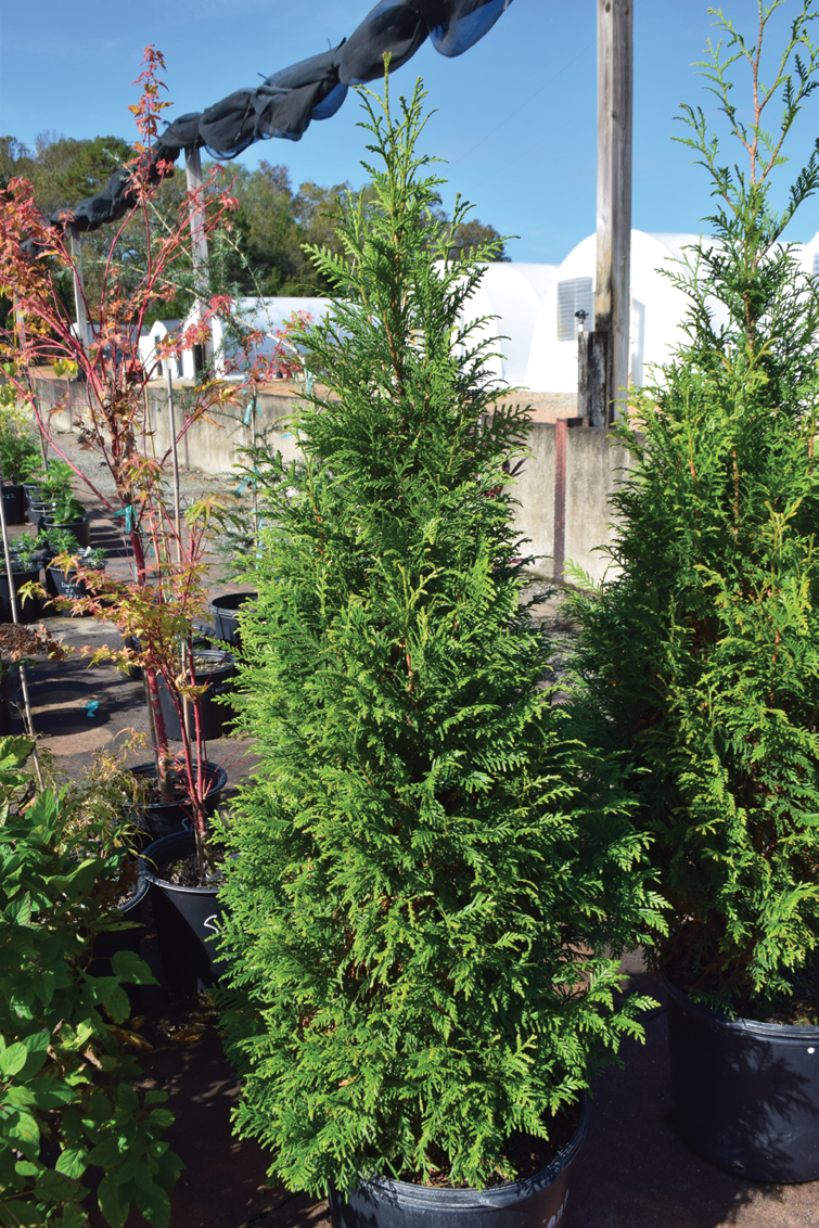 Thuja 'everyst' - View 19 from www redcrocus com
