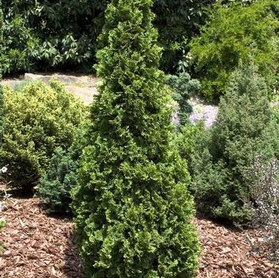 Thuja 'everyst' - View 21 from www redcrocus com