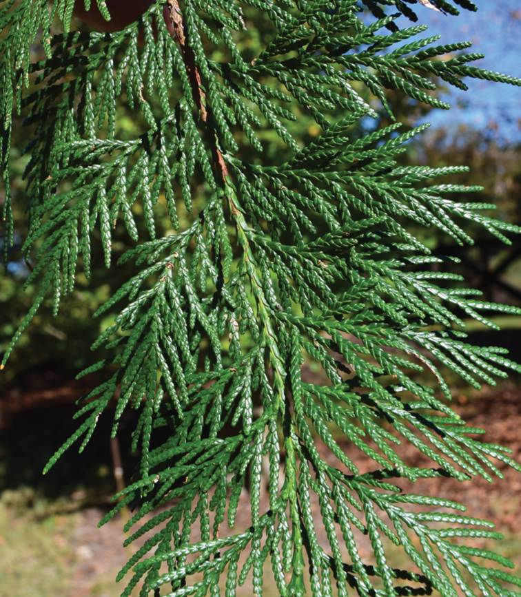Thuja 'everyst' - View 22 from www redcrocus com