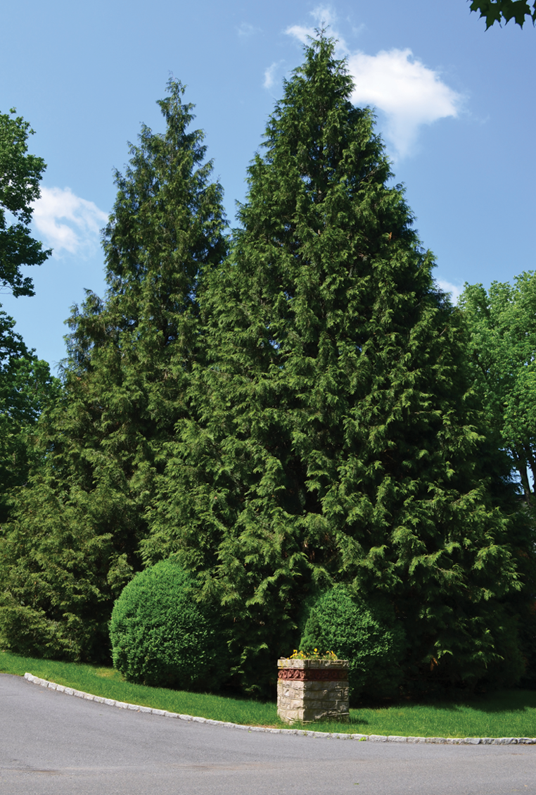 Thuja 'everyst' - View 23 from www redcrocus com