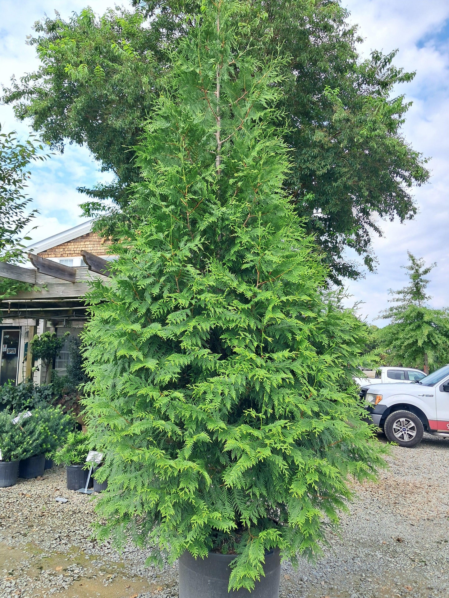 Thuja 'everyst' - View 26 from www redcrocus com