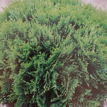 Thuja 'everyst' - View 28 from www redcrocus com
