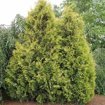 Thuja 'everyst' - View 30 from www redcrocus com