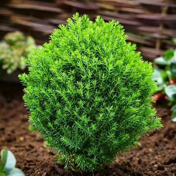 Thuja 'everyst' - View 31 from www redcrocus com