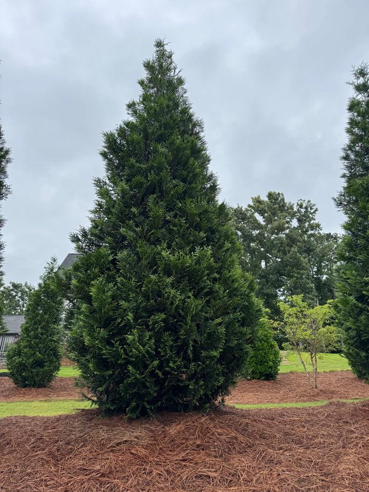 Thuja 'everyst' - View 4 from www redcrocus com