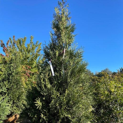 Thuja 'everyst' - View 5 from www redcrocus com