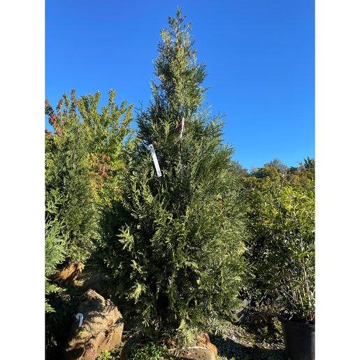 Thuja 'everyst' - View 6 from www redcrocus com