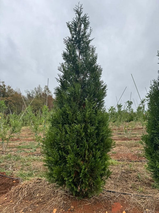 Thuja 'everyst' - View 8 from www redcrocus com
