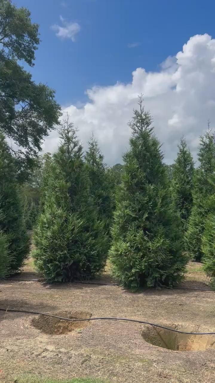 Thuja 'everyst' - View 9 from www redcrocus com