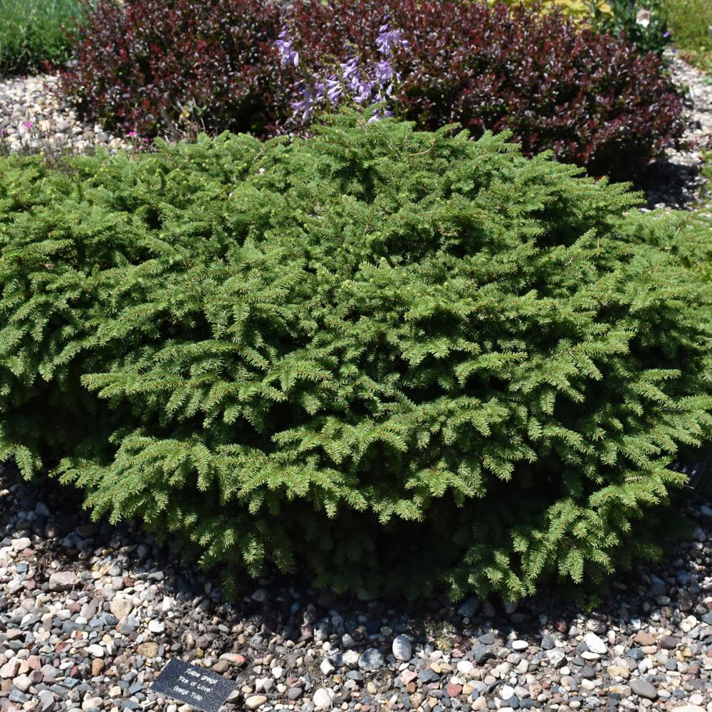 Picea Abies 'elegans' - View 10 from www redcrocus com