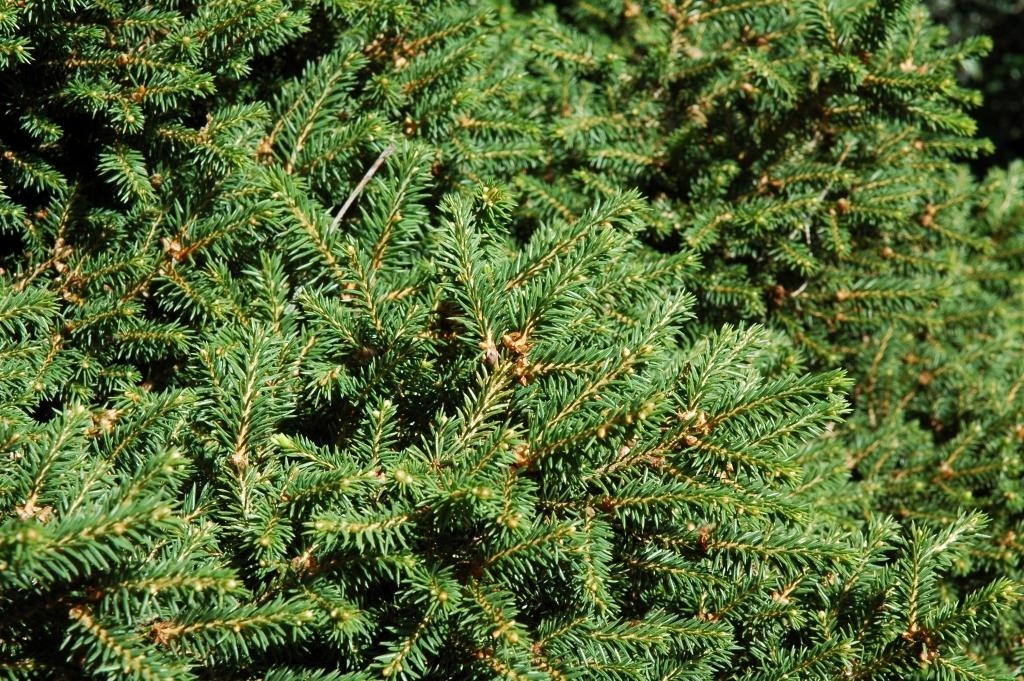 Picea Abies 'elegans' - View 11 from www redcrocus com