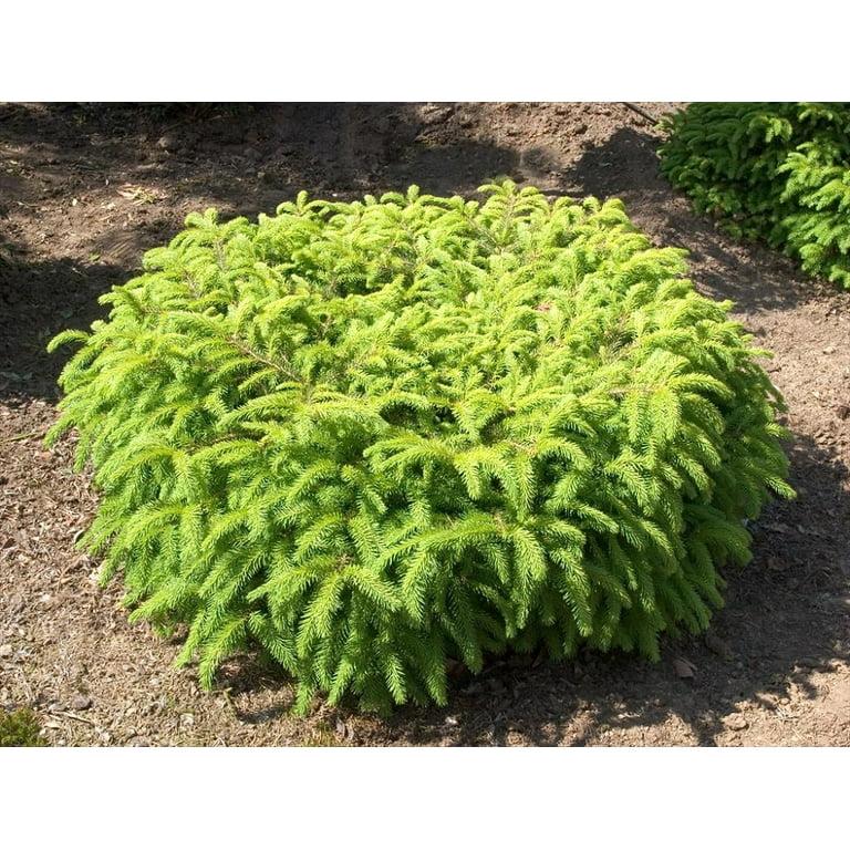 Picea Abies 'elegans' - View 12 from www redcrocus com