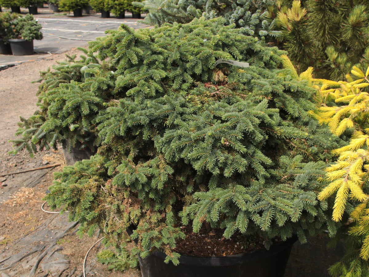 Picea Abies 'elegans' - View 13 from www redcrocus com