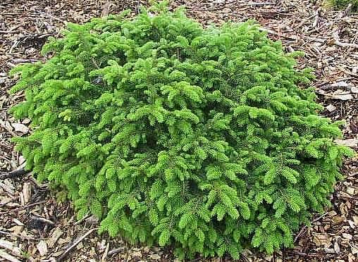 Picea Abies 'elegans' - View 14 from www redcrocus com