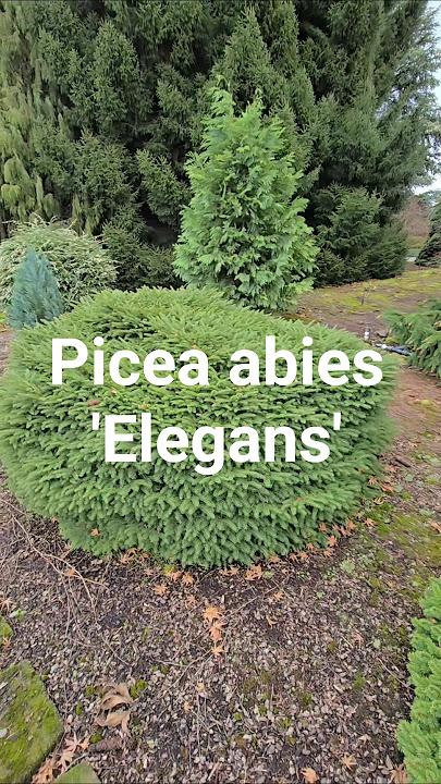 Picea Abies 'elegans' - View 15 from www redcrocus com