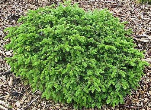 Picea Abies 'elegans' - View 16 from www redcrocus com