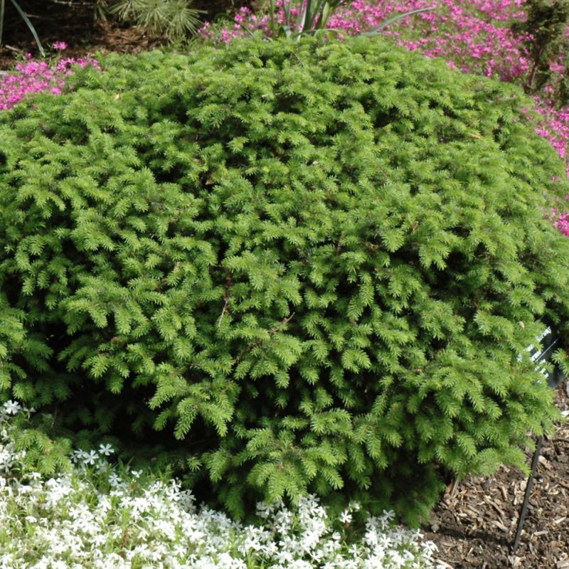 Picea Abies 'elegans' - View 17 from www redcrocus com